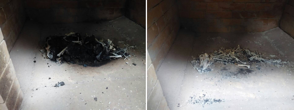 Honoring Pets with Dignity and Sustainability: Chicago Clinic’s New Incinerator